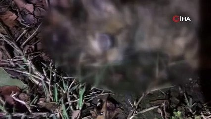 Yavru kediyi işkence yaparak öldürdüler