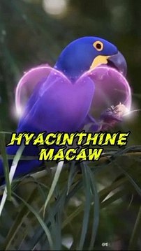 Hyacinthine Macaw Parrot |parrot training|Macaws #foryou #ytshorts #viral #shorts #dailymotion #viralvideo #beautifulbirds #birds #parrot #macaw