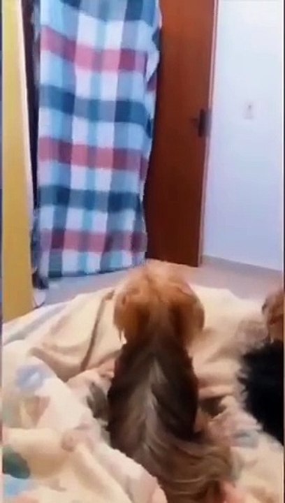Funny Pets React to watch now