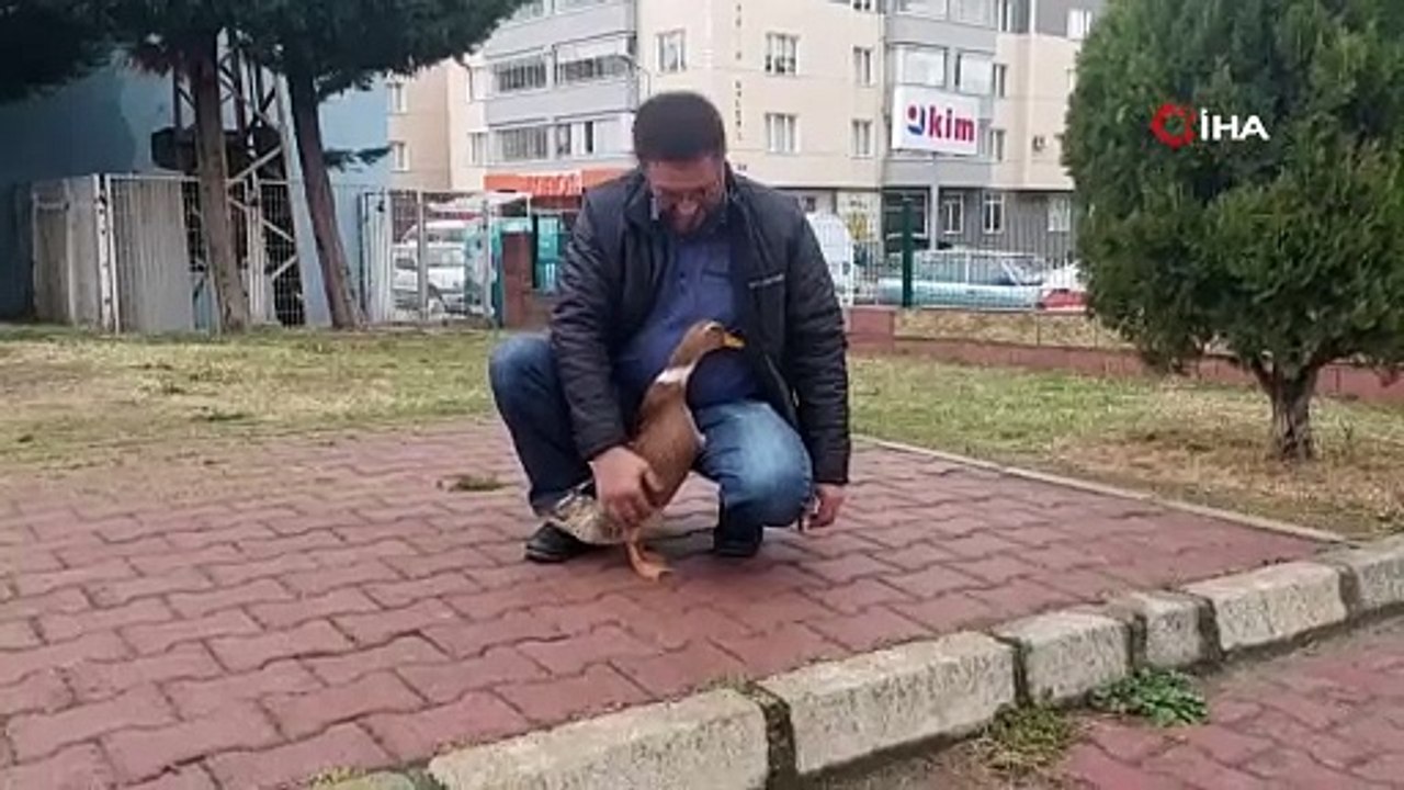 Köpek yerine ördek dolaştırıyor