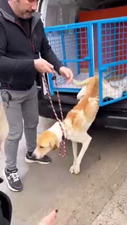 Fenomen Meriç Keskin Konya'daki barınaktan köpek sahiplendi