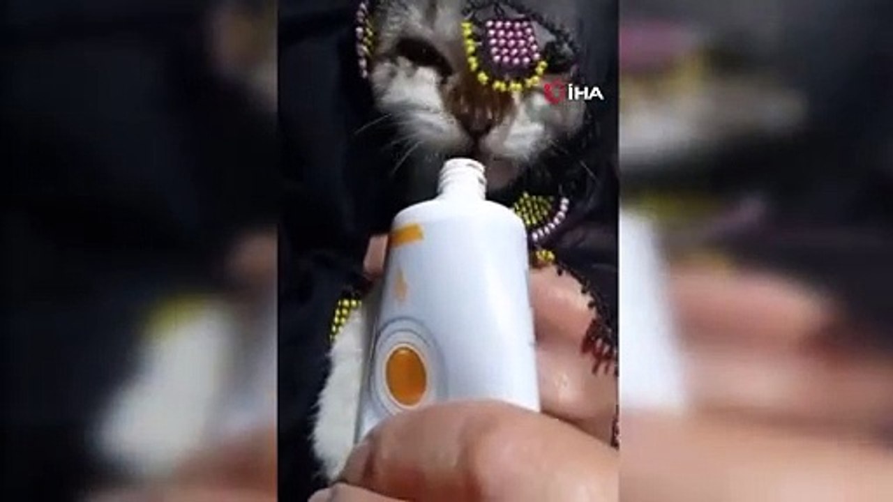 Kediye yazma taktı sonra türkü söyleyerek besledi