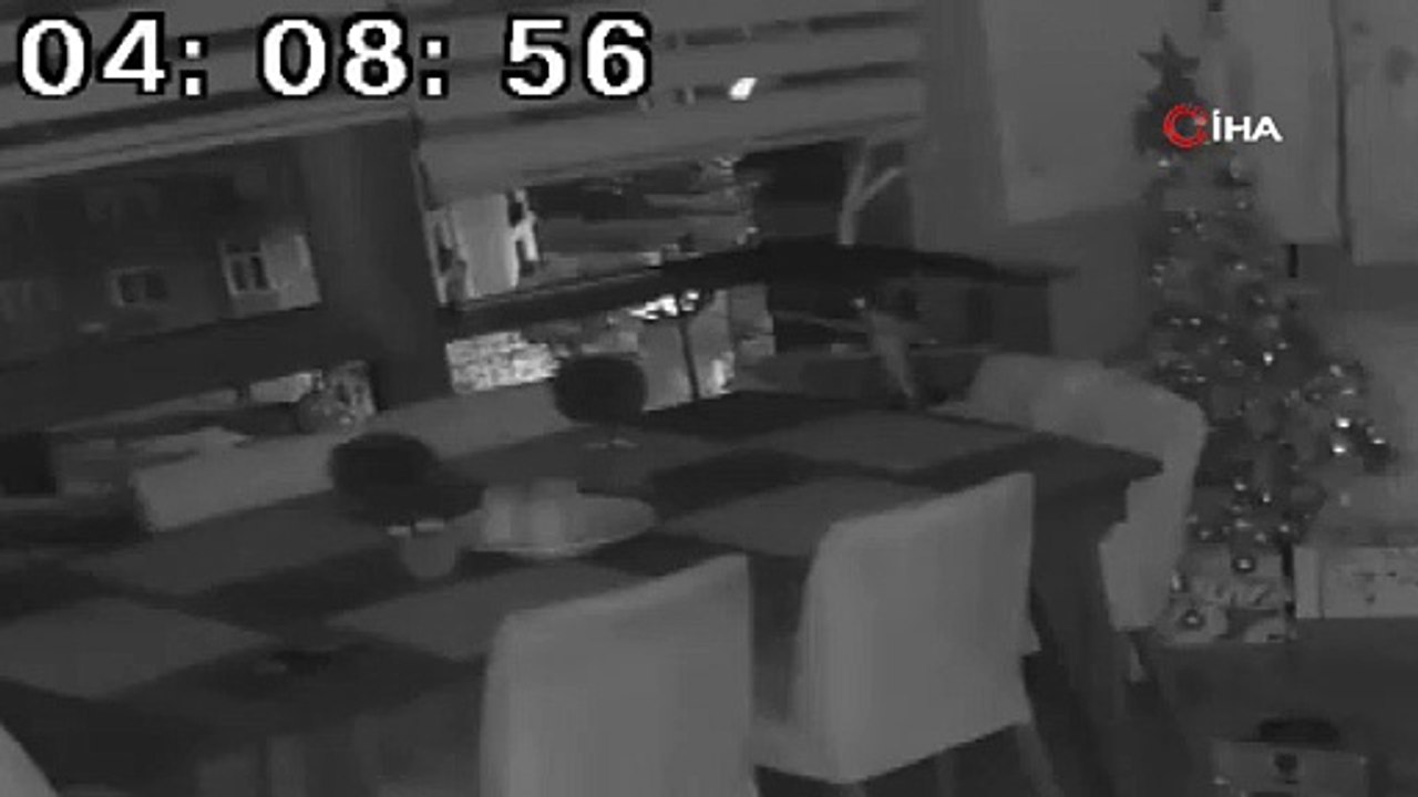 Düzce depremini İstanbul Pendik’teki papağan böyle hissetti