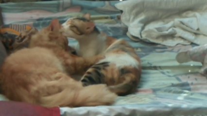 funny cats and dogs 2023 | funny dog videos 2024 | cute animals funny videos 2024