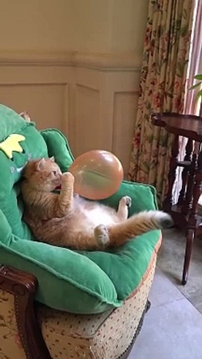 Boom,Scared me!l #exlittlebeans#funny_cats #cat #funny_videos