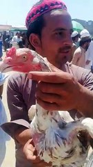 Kpk best aseel mughra #treanding