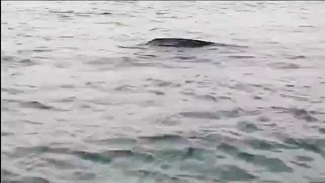 Vídeo mostra resgate de tartaruga ao largo da praia da ilha do Farol