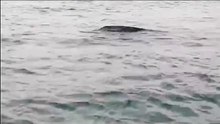 Vídeo mostra resgate de tartaruga ao largo da praia da ilha do Farol