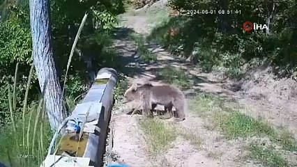 Yavru ayılar böyle serinledi