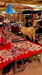 Cow in jumma  bazaar for window shopping