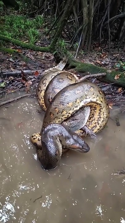 Python Catches Crocodile
