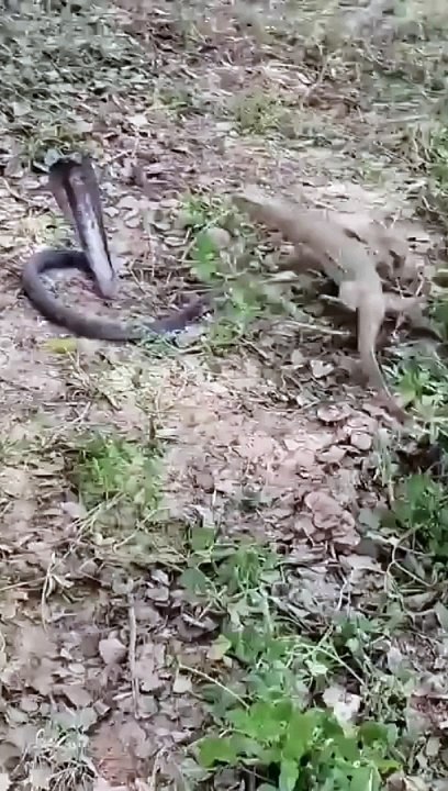 Snak & lizard Fight