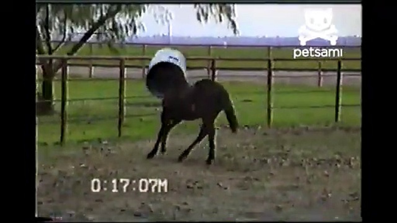 Horse_has_the_best_time_ever_with_a_