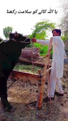 ماشاءاللہ خوبصورت 3 بیل سبجان اللّٰہ