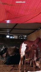 Qurbani Se Pehle Baal Nakhun Katne Ka Sawab qurbanistatus ilyasqadri zilhajj shortvideo