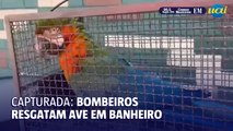 Corpo de Bombeiros faz captura de arara presa em banheiro no bairro Ouro Preto