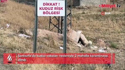 Şanlıurfa’da kuduz vakaları nedeniyle 2 mahalle karantinaya alındı