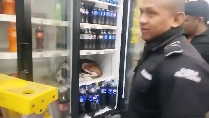 Perrito se resguarda del calor descansando en el refrigerador de una tienda de abarrotes