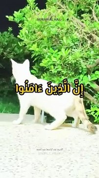 Islamic Videos | إِنَّ الَّذِينَ ءَامَنُوا وَالَّذِينَ هَادُوا وَالصَّبِينَ وَالنَّصَرَى وَالْمَجُوسَ وَالَّذِينَ أَشْرَكُوا إِنَّ اللَّهَ يَفْصِلُ بَيْنَهُمْ يَوْمَ الْقِيَامَةِ | سورة الحج | Dailymotion shots | Al Quran | #canada #unitedkingdoms #USA