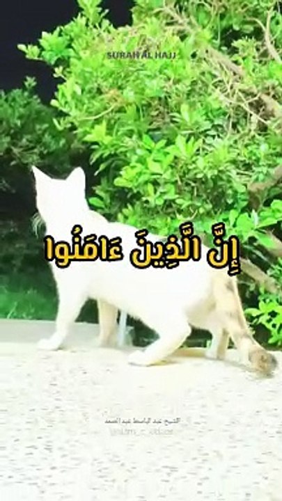 Islamic Videos | إِنَّ الَّذِينَ ءَامَنُوا وَالَّذِينَ هَادُوا وَالصَّبِينَ وَالنَّصَرَى وَالْمَجُوسَ وَالَّذِينَ أَشْرَكُوا إِنَّ اللَّهَ يَفْصِلُ بَيْنَهُمْ يَوْمَ الْقِيَامَةِ | سورة الحج | Dailymotion shots | Al Quran | #canada #unitedkingdoms #USA