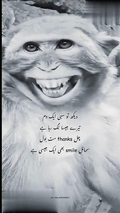Funny Monkey boy