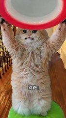 Cute  video animals lovers