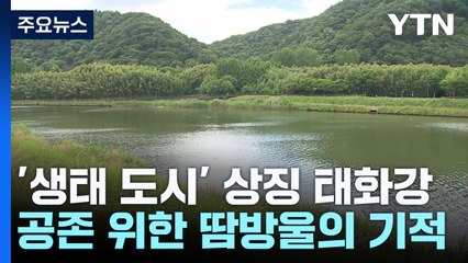 '생태 도시' 상징 된 태화강...20년 땀방울의 기적 / YTN