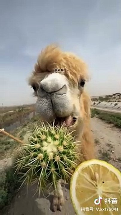 #Dailymotion:Animalas#fuuny#video