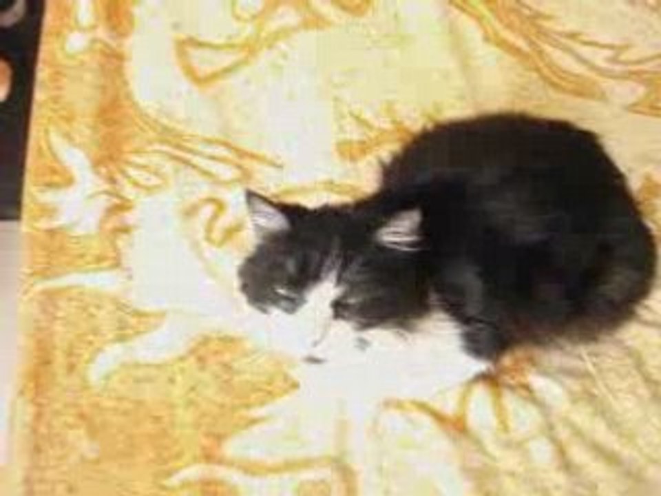 La farce du chat