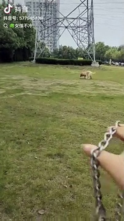 #Animalization#funny#video#short