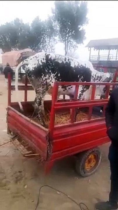Cow