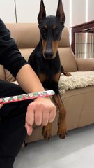 #fuuny#video#dailymotion#viral#video