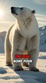 5 infos sur les ours polaires