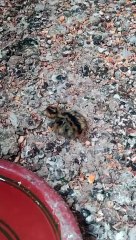 World smallest chick