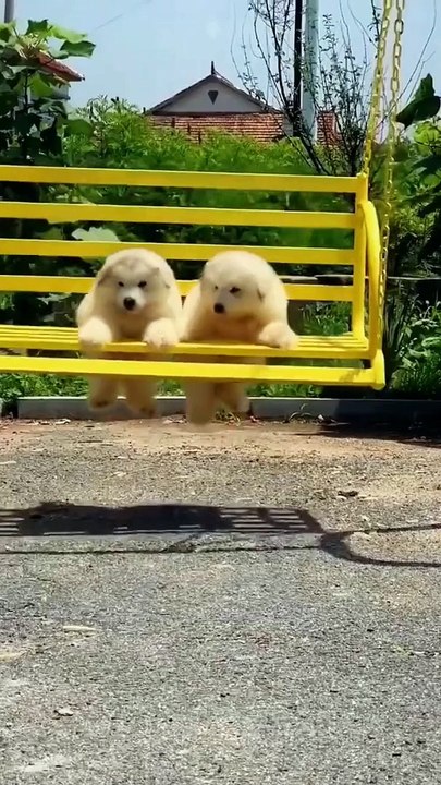 Cute Dog funny video2