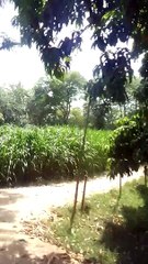 Beautifull view village vibes