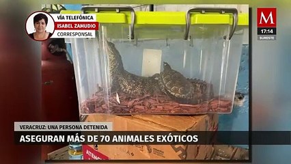 Durante un operativo en Xalapa, Veracruz, aseguran animales exóticos