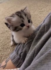 Cute Kitten Video --(MP4)