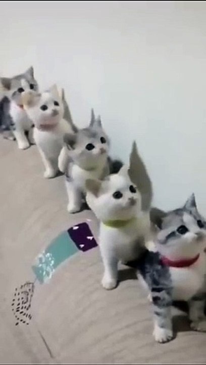 Cats Doing Cat Things (1)