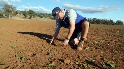 Rabbit population explodes after rain with thousands culled to prevent crop damage
