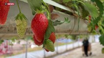 Consommation : Le prix des fraises est en chute libre