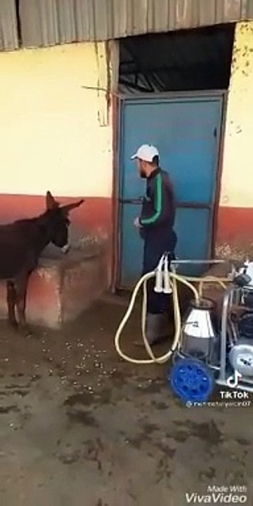 Funny  video
