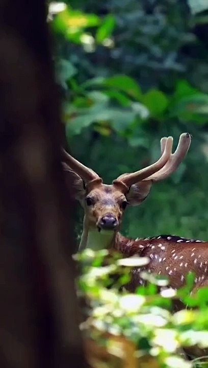 Amazing wildlife