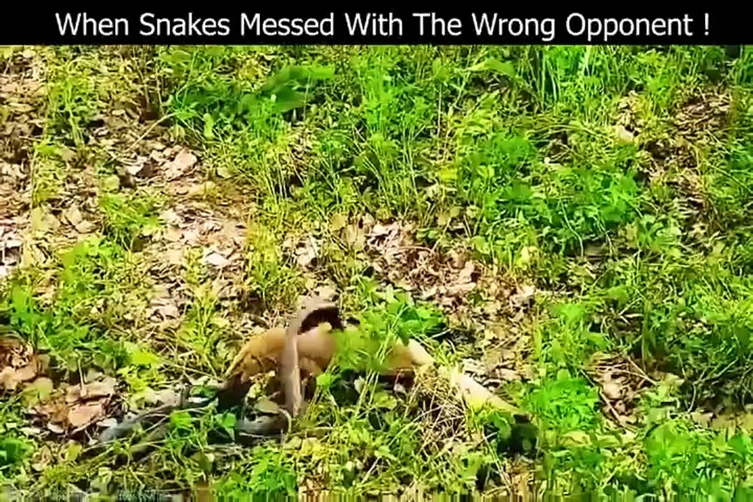 When Snakes Messed With The Wrong Opponent !
