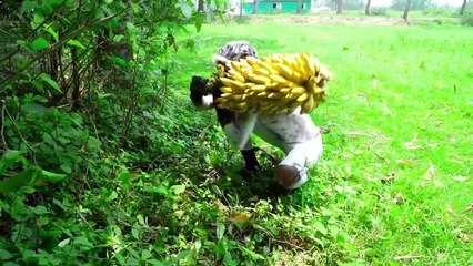 Don`t Miss Exclusively Monkey Funniest Comedy Video  Viral Funny Video 2024 Ep 1 By StaywithAyesha