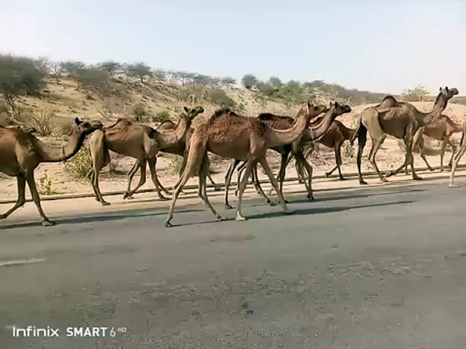 camel good top video