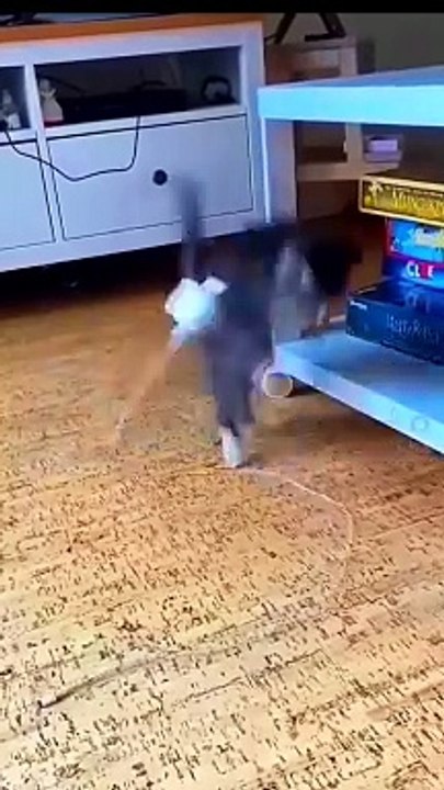 Funny cats vedio