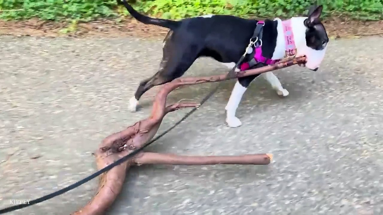 Dogs funny vedios