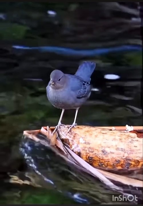 Wonderful Birds