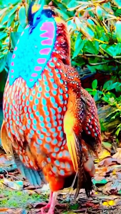 Bird dance beautiful